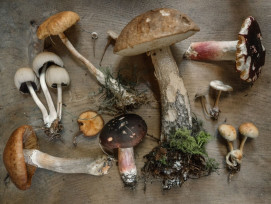 Forage for mushrooms Forage for mushrooms