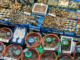 Shop At Seoul’s Biggest Fish Market Shop At Seoul’s Biggest Fish Market