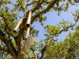 The Singing Oak The Singing Oak