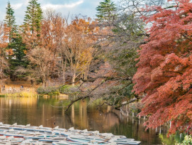 The magic of autumn in Tokyo The magic of autumn in Tokyo