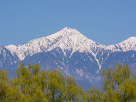 Mount Fuji covered in snow and green trees Mount Fuji covered in snow and green trees