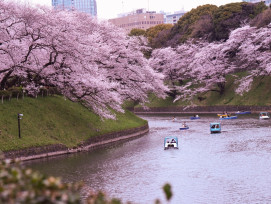 explore cherry blossoms on your tokyo tour