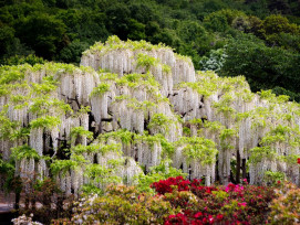 A floral paradise that's just a short train ride away