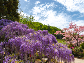 Ashikaga Flower Park Ashikaga Flower Park
