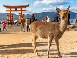 Castle town with historical significance, Nikko Castle town with historical significance, Nikko