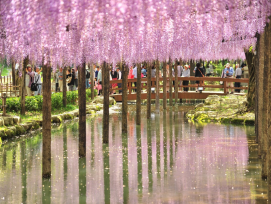 Flowers of wisteria uncover a magical Tokyo for you Flowers of wisteria uncover a magical Tokyo for you