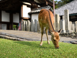 Explore many temples in Nara Explore many temples in Nara