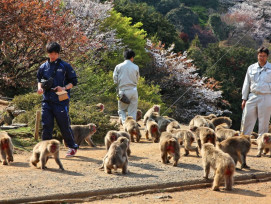 Jigokudani Yaen Koen, also known as the Snow Monkey Par