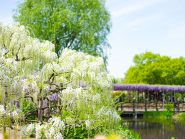 Ashikaga Flower Park