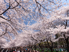 Crowd of people view cherry blossoms in Japan Crowd of people view cherry blossoms in Japan