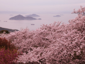 Cherry blossoms bloom nationwide Cherry blossoms bloom nationwide