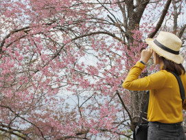 Tourist admiring the cherry blossoms Tourist admiring the cherry blossoms