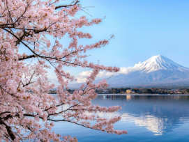 Sakura season is a delightful time for a day trip to mt