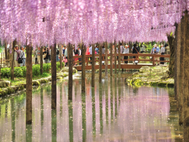 Floral paradise at Ashikaga Flower Park Floral paradise at Ashikaga Flower Park