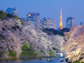 Tokyo's magic under the blooming Sakura trees