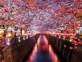 Explose sakura season and spring events with local in T Explose sakura season and spring events with local in T