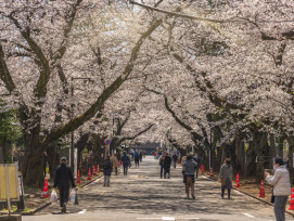 Yanaka