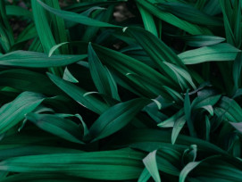 Green Lab