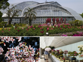 Kyoto Botanical Gardens: A garden of blooms