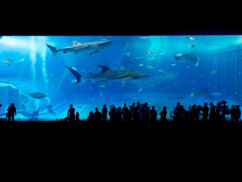 Whale shark swimming inside Kaiyukan’s large central tank with visitors visible through the acrylic wall. Image by Jordy Meow from Pixabay. Whale shark swimming inside Kaiyukan’s large central tank with visitors visible through the acrylic wall. Image by Jordy Meow from Pixabay.