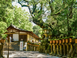 Photo by Alex on Unsplash, Kasuga Taisha, 160 Kasuganochō, Nara, Japan, Photo by Alex on Unsplash, Kasuga Taisha, 160 Kasuganochō, Nara, Japan,