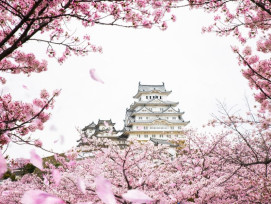 Cherry blossoms framing Osaka Castle with visitors picnicking below