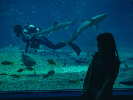 Massive central tank at Osaka Aquarium with whale sharks and diverse marine life Photo by Gavin Li on Unsplash Massive central tank at Osaka Aquarium with whale sharks and diverse marine life Photo by Gavin Li on Unsplash