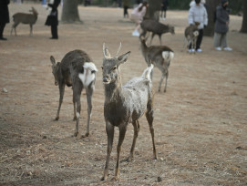 Nara deer park on a sunny day Photo by Fidel Fernando on Unsplash Nara deer park on a sunny day Photo by Fidel Fernando on Unsplash