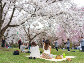 Local families having hanami picnics under blooming cherry trees Local families having hanami picnics under blooming cherry trees