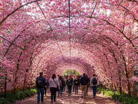 Visitors walking through tunnel-like pathways of sakura at the Mint Museum. Visitors walking through tunnel-like pathways of sakura at the Mint Museum.
