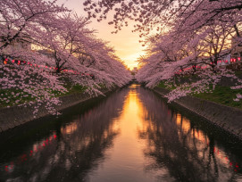 sakura reflected in the calm waters of Okawa River during golden hour sakura reflected in the calm waters of Okawa River during golden hour