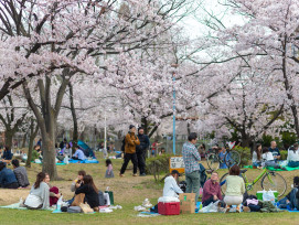 A local host and guest sharing quiet moments under sakura trees in a peaceful park setting. A local host and guest sharing quiet moments under sakura trees in a peaceful park setting.