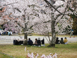 Essentials for cherry blossom viewing laid out on a picnic blanket—walking shoes, camera, light jacket, and thermos. Photo by Syadza Salsabyla on Unsplash Essentials for cherry blossom viewing laid out on a picnic blanket—walking shoes, camera, light jacket, and thermos. Photo by Syadza Salsabyla on Unsplash