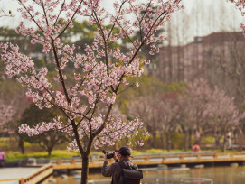 A visitor quietly admiring a fully bloomed sakura in a peaceful park, maintaining respectful distance from others Photo by cal gao on Unsplash