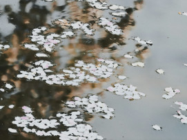 A peaceful early morning scene with sakura reflected in still water, no crowds visible Photo by Yue Xin on Unsplash A peaceful early morning scene with sakura reflected in still water, no crowds visible Photo by Yue Xin on Unsplash