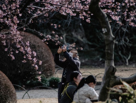 A small group quietly beneath an sakura ancient tree, with petals gently falling around them Photo by Mohamed Jamil Latrach on Unsplash A small group quietly beneath an sakura ancient tree, with petals gently falling around them Photo by Mohamed Jamil Latrach on Unsplash