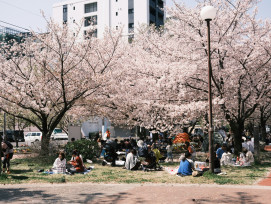Multiple generations of a Japanese family enjoying a traditional hanami picnic under blooming cherry trees Photo by Nichika Sakurai on Unsplash