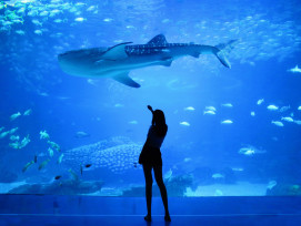 Visitors observing the Whale Shark in the Aquarium: Photo by Gavin Li on Unsplash Visitors observing the Whale Shark in the Aquarium: Photo by Gavin Li on Unsplash