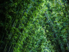 Arashiyama bamboo forest with subtle lighting creating mysterious pathways Photo by Jeremy Huang on Unsplash Arashiyama bamboo forest with subtle lighting creating mysterious pathways Photo by Jeremy Huang on Unsplash