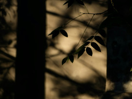 Moonlight filtering through tall bamboo stalks creating natural patterns of light and shadow Photo by chris wang on Unsplash Moonlight filtering through tall bamboo stalks creating natural patterns of light and shadow Photo by chris wang on Unsplash
