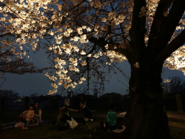 Cherry blossom trees illuminated at night in Maruyama Park with people having hanami parties Photo by Arthur Tseng on Unsplash Cherry blossom trees illuminated at night in Maruyama Park with people having hanami parties Photo by Arthur Tseng on Unsplash