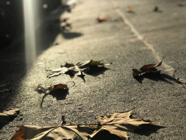 Fallen leaves outside a teahouse in Northern Kyoto Photo by Sante on Unsplash Fallen leaves outside a teahouse in Northern Kyoto Photo by Sante on Unsplash