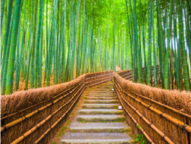 Empty bamboo grove trail Empty bamboo grove trail