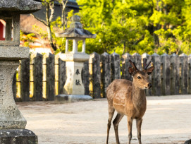Deer roaming freely near Todaiji Temple in Nara Park Photo by Adam Kolmacka on Unsplash Deer roaming freely near Todaiji Temple in Nara Park Photo by Adam Kolmacka on Unsplash