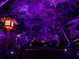 Night illuminations transforming a quiet temple garden Photo by Kouji Tsuru on Unsplash Night illuminations transforming a quiet temple garden Photo by Kouji Tsuru on Unsplash