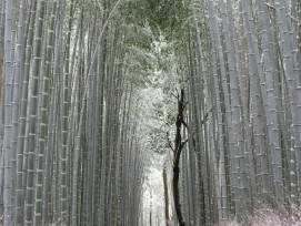 The arashiyama bamboo forest in winter, showing its structural beauty Photo by Rio Trinanda on Unsplash The arashiyama bamboo forest in winter, showing its structural beauty Photo by Rio Trinanda on Unsplash