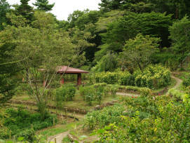 Private garden area within Nijo Castle grounds Photo by Naoki Suzuki on Unsplash Private garden area within Nijo Castle grounds Photo by Naoki Suzuki on Unsplash