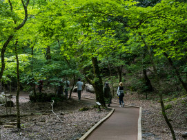 A quiet path inside Kyoto Botanical Gardens Photo by Kouji Tsuru on Unsplash A quiet path inside Kyoto Botanical Gardens Photo by Kouji Tsuru on Unsplash
