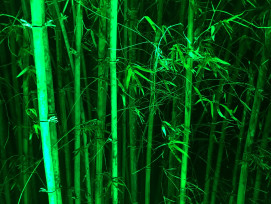Kodaiji temple's bamboo grove illuminated at night Photo by Doug Ouverson on Unsplash Kodaiji temple's bamboo grove illuminated at night Photo by Doug Ouverson on Unsplash