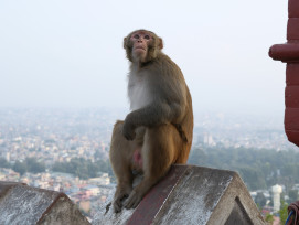 Monkey looking out over Kyoto skyline Photo by Walter Coppola on Unsplash Monkey looking out over Kyoto skyline Photo by Walter Coppola on Unsplash
